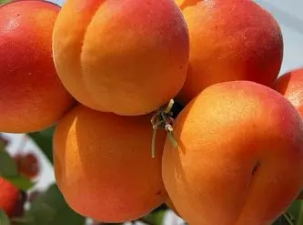 Купить Саженцы абрикоса в Крыму почтой \u003d\u003e Цена на Саженцы абрикоса -продажа в питомнике Королева сада