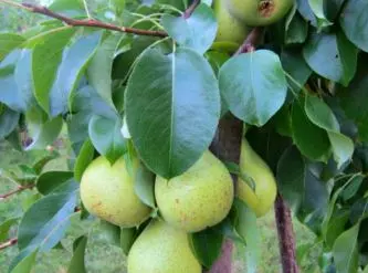 Саженец Груша колоновидная Сладкая красавица – купить с доставкой по ...