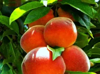 ᐉ Купить Саженцы колоновидных персиков в Крыму почтой