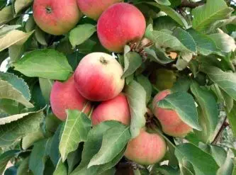 Купить Саженцы колоновидных яблонь в Крыму почтой ᐉ Цены на Саженцыколоновидных яблонь – Питомник Королева сада