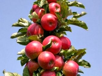 Саженцы Колоновидная яблоня Арбат