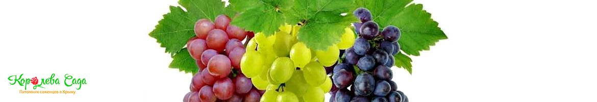 Саженцы винных сортов винограда