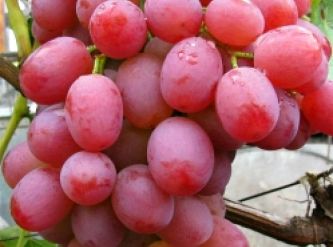 Саженцы Виноград Ливия