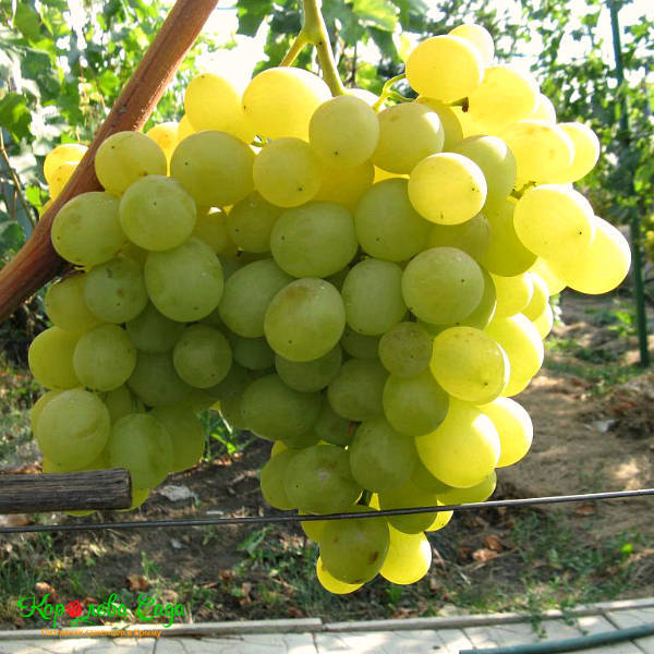 купить саженцы белого винограда из питомника в Крыму