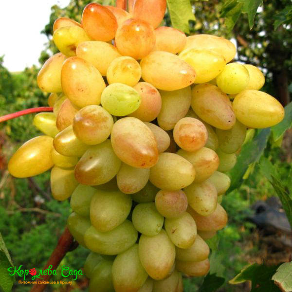 саженцы белого винограда в Крыму