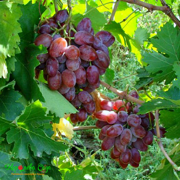 Виноград Былина