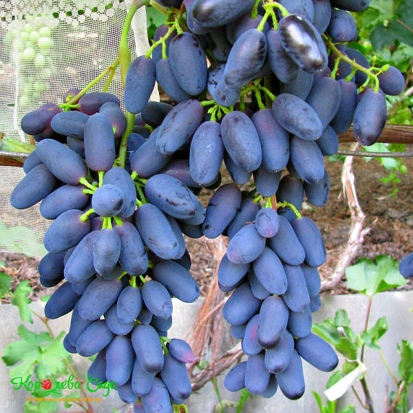 саженцы винограда Кишмиш в Крыму