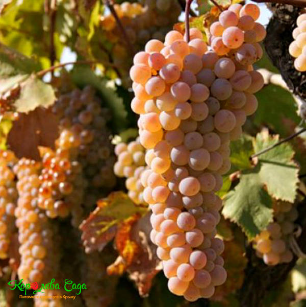 купить саженцы винных сортов винограда в Крыму 