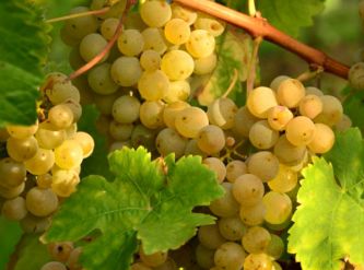 Саженцы Виноград винный Алиготе