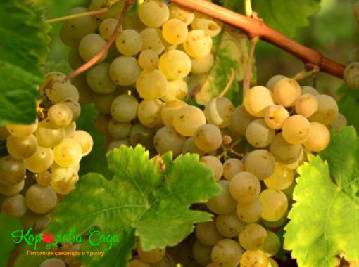 Виноград винный Алиготе