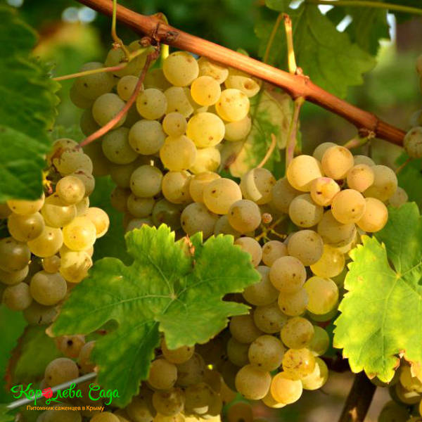 Саженцы Виноград винный Алиготе