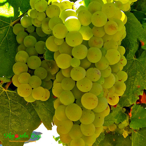 Саженцы Виноград винный Шардоне