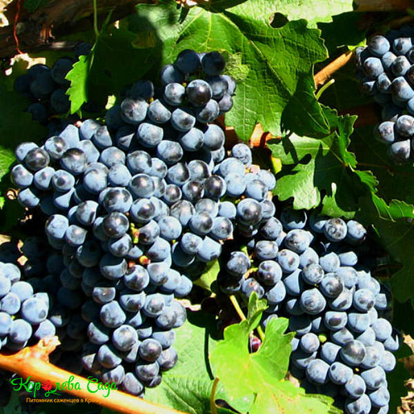Виноград винный Каберне Совиньон