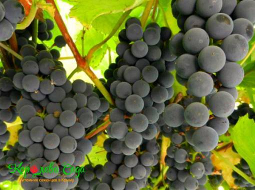 Виноград винный Изабелла