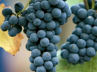 Саженцы Виноград винный Пино Нуар