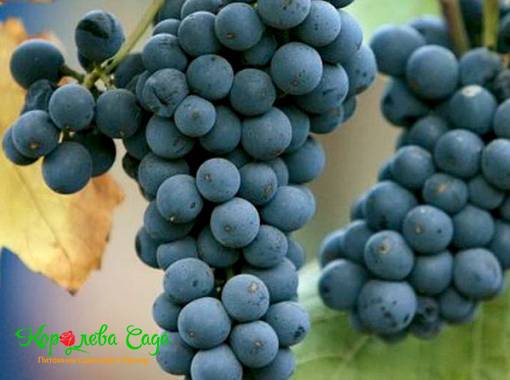 Виноград винный Пино Нуар