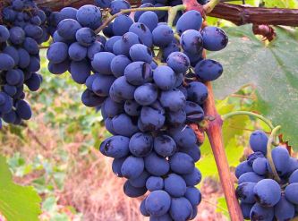 Саженцы Виноград винный Саперави