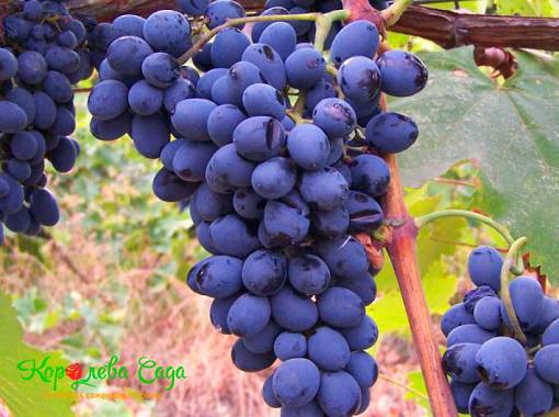 Виноград винный Саперави