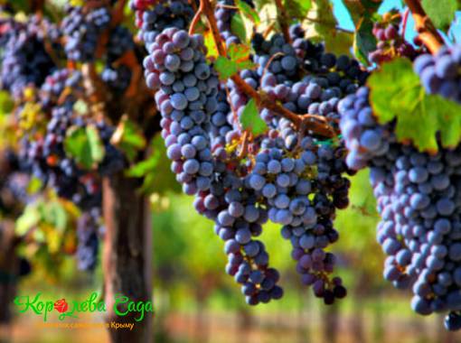 Виноград винный Мерло