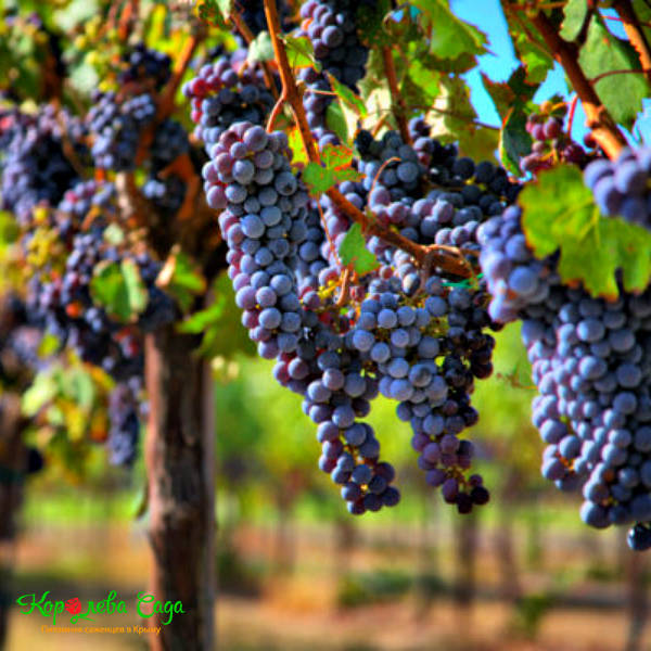 саженцы винных сортов винограда из крыма