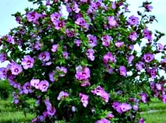 Саженцы Гибискус садовый фиолетовый