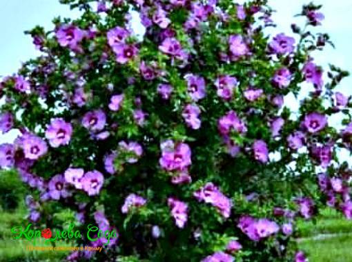 Гибискус садовый фиолетовый
