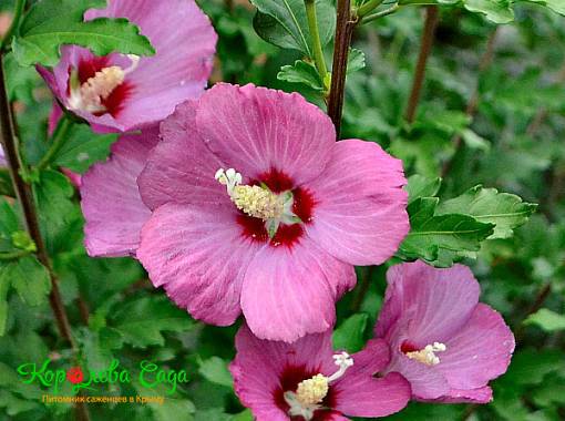 Гибискус садовый розовый