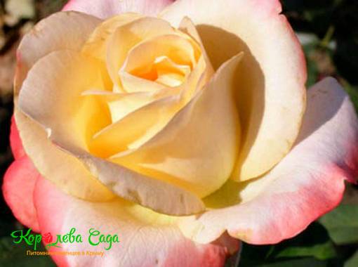 Роза чайно-гибридная Бэлла Перла