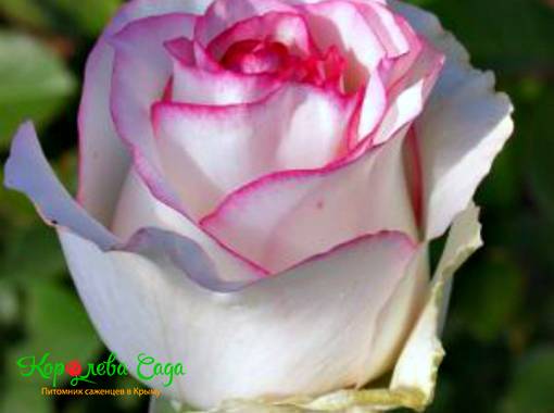Роза чайно-гибридная Бэлла Вита