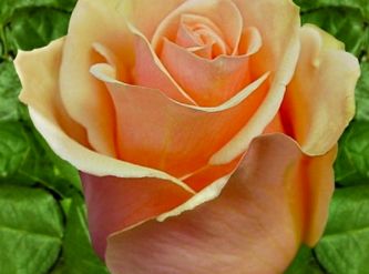 Саженцы Роза чайно-гибридная Версилия