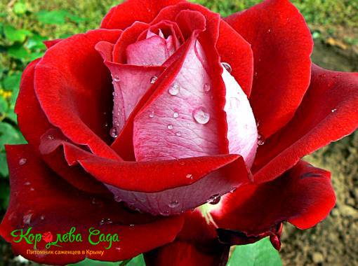 Роза чайно-гибридная Динамит