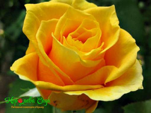 Роза чайно-гибридная Папилон