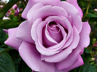 Саженцы Роза чайно-гибридная Шарль де Голь