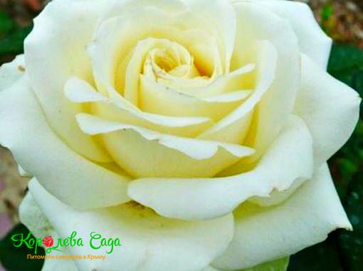 Роза чайно-гибридная Эдванс