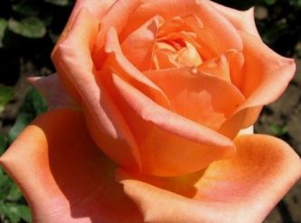Саженцы Роза чайно-гибридная Эльдорадо