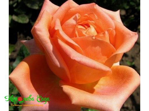 Роза чайно-гибридная Эльдорадо