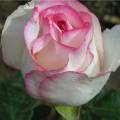 удобрение Роза чайно-гибридная Дольче Вита