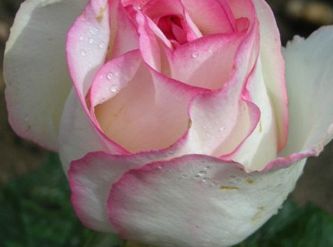 Саженцы Роза чайно-гибридная Дольче Вита