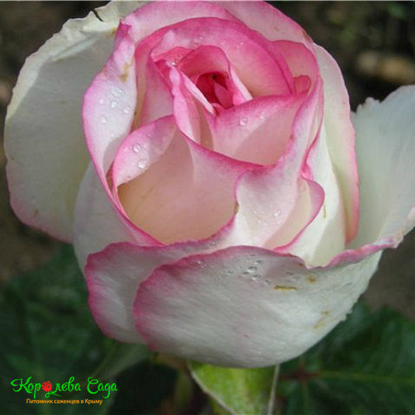 Роза чайно-гибридная Дольче Вита