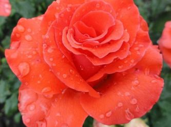 Саженцы Роза чайно-гибридная Корвет
