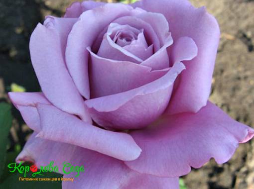 Роза чайно-гибридная Голубой Нил