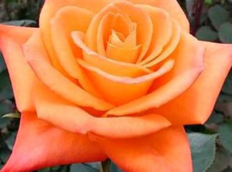 Саженцы Роза чайно-гибридная Миракл