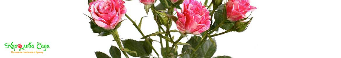 Саженцы спрей розы, бордюрные розы и розы флорибунда