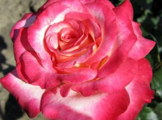 Саженцы Роза флорибунда Арифа