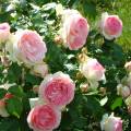 удобрение Плетистая роза Эдэн Роуз
