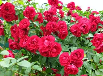  Уход и размножение плетистых роз сорта Полька и Симпатия Сантана и Индиголетта Эльф и Казино 