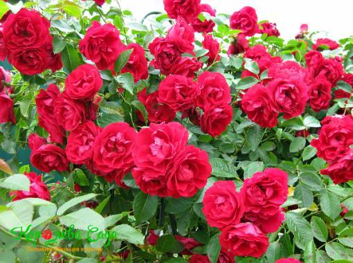 Саженец Плетистая роза Симпатия – купить с доставкой по Крыму и России от питомника Королева сада