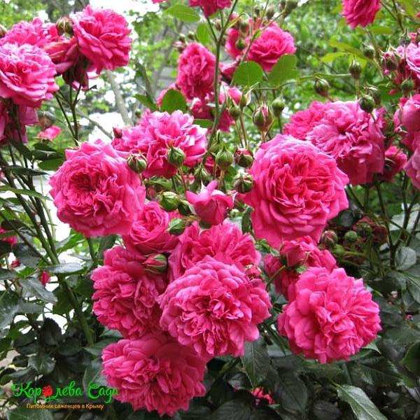 Плетистая роза Лагуна