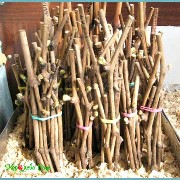Черенки винограда Алиготе (упаковка 10 шт.)