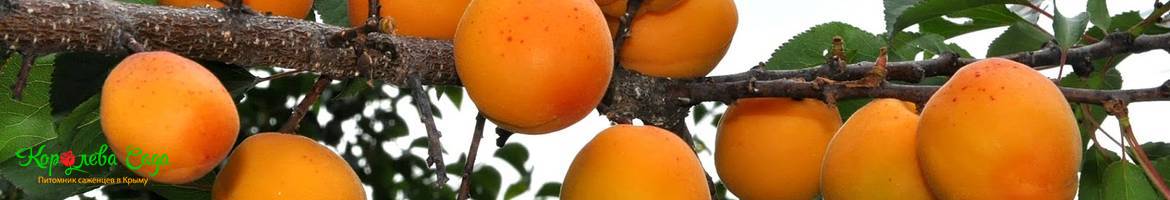 Саженцы колоновидного абрикоса в Крыму